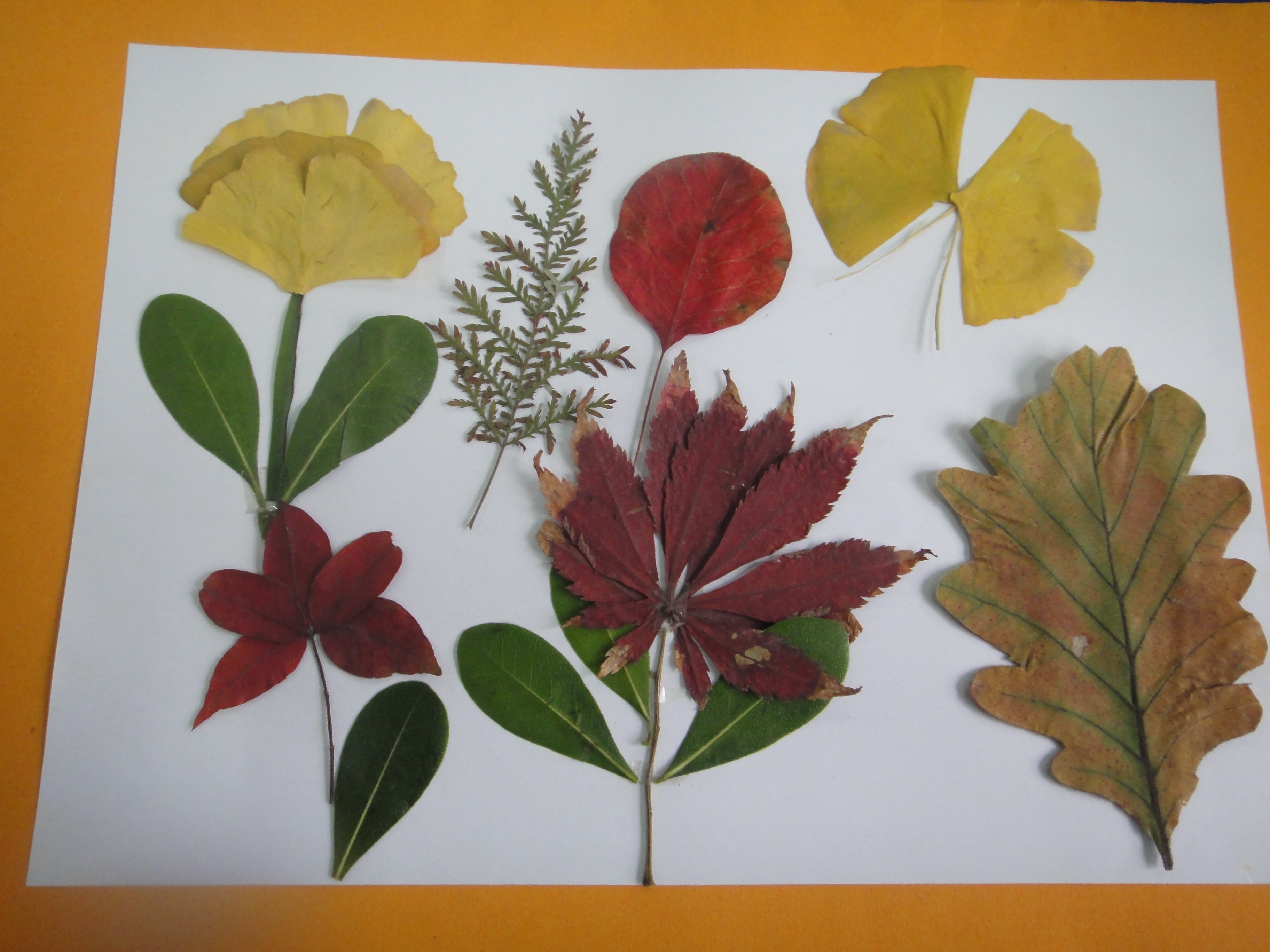 南十里铺小学四三中队:有趣的树叶粘贴画